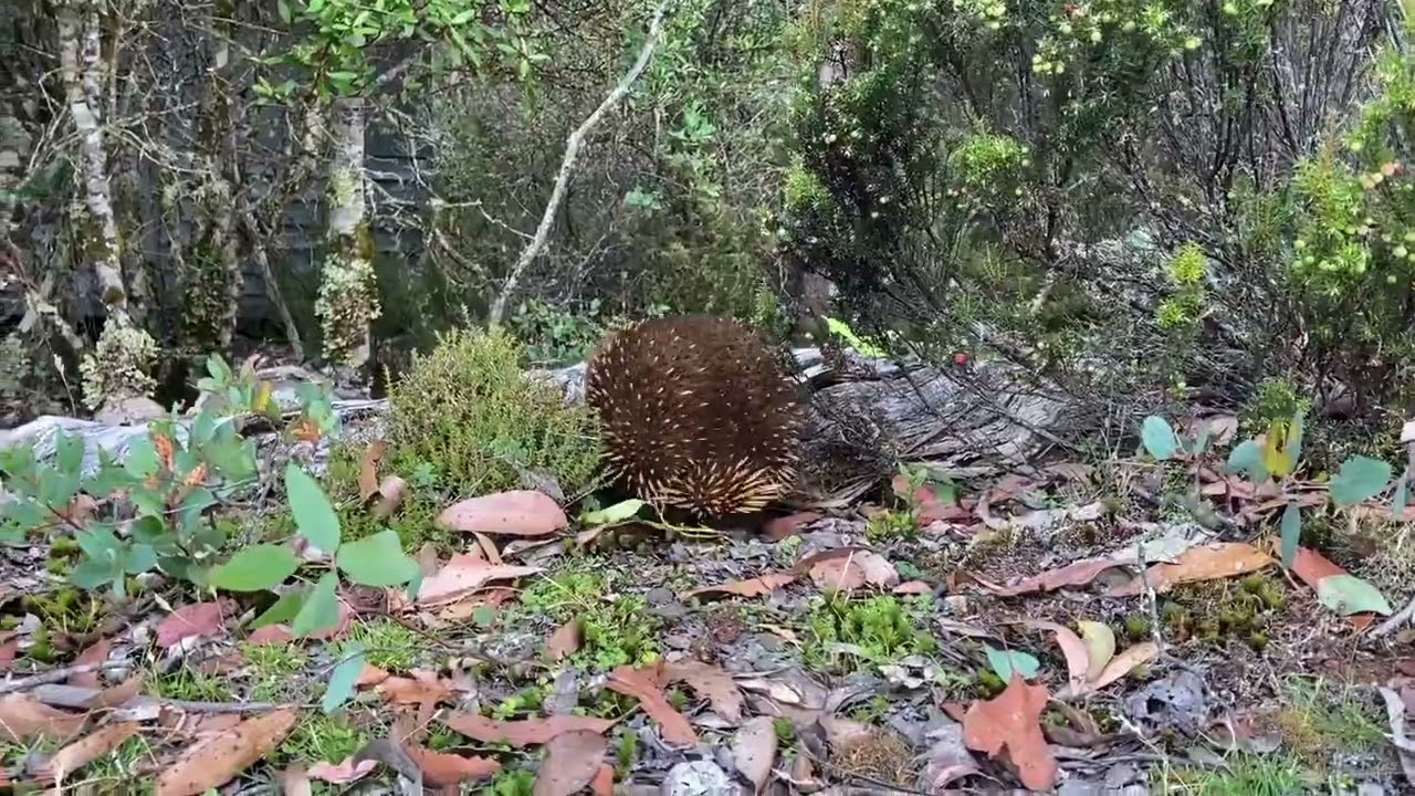 My Prickly Friend - Echidna Tasmania