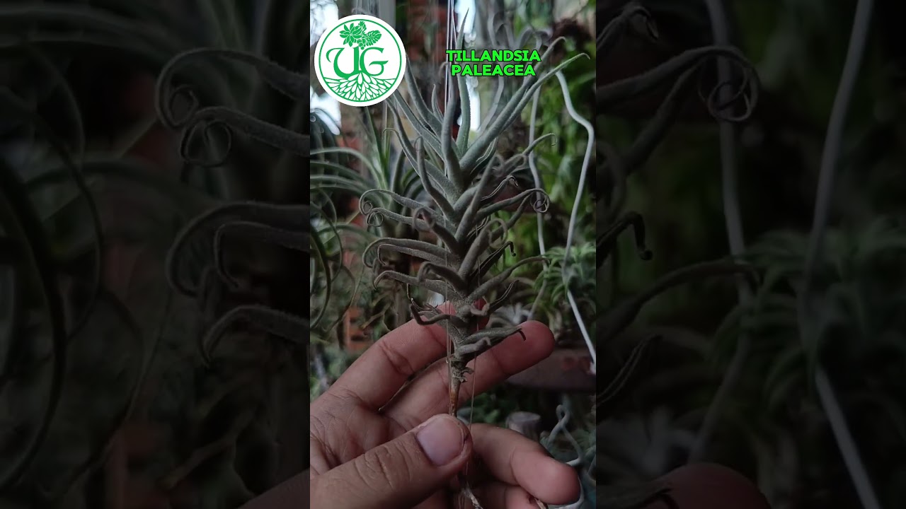 Tillandsia paleacea
