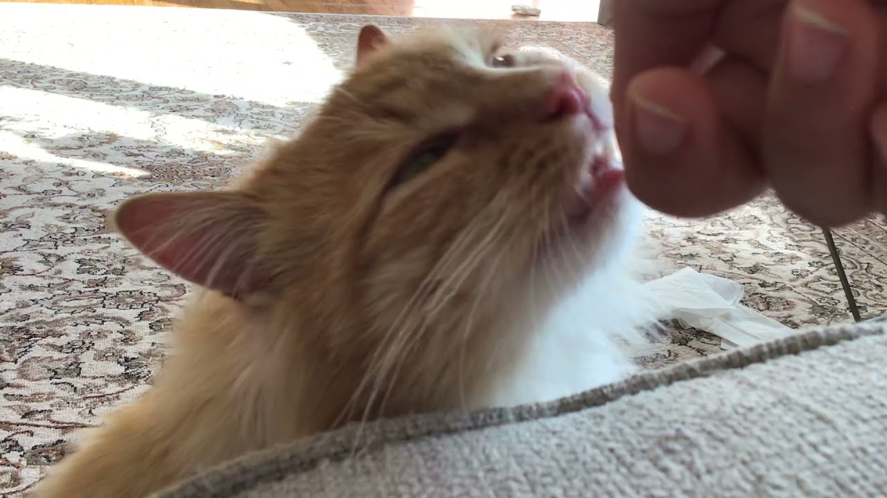 Cat eating yogurt