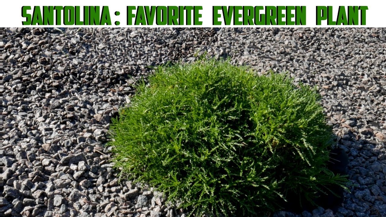 Santolina - My Favorite Evergreen Plant - How To Grow Santolin - Dwarf Evergreen