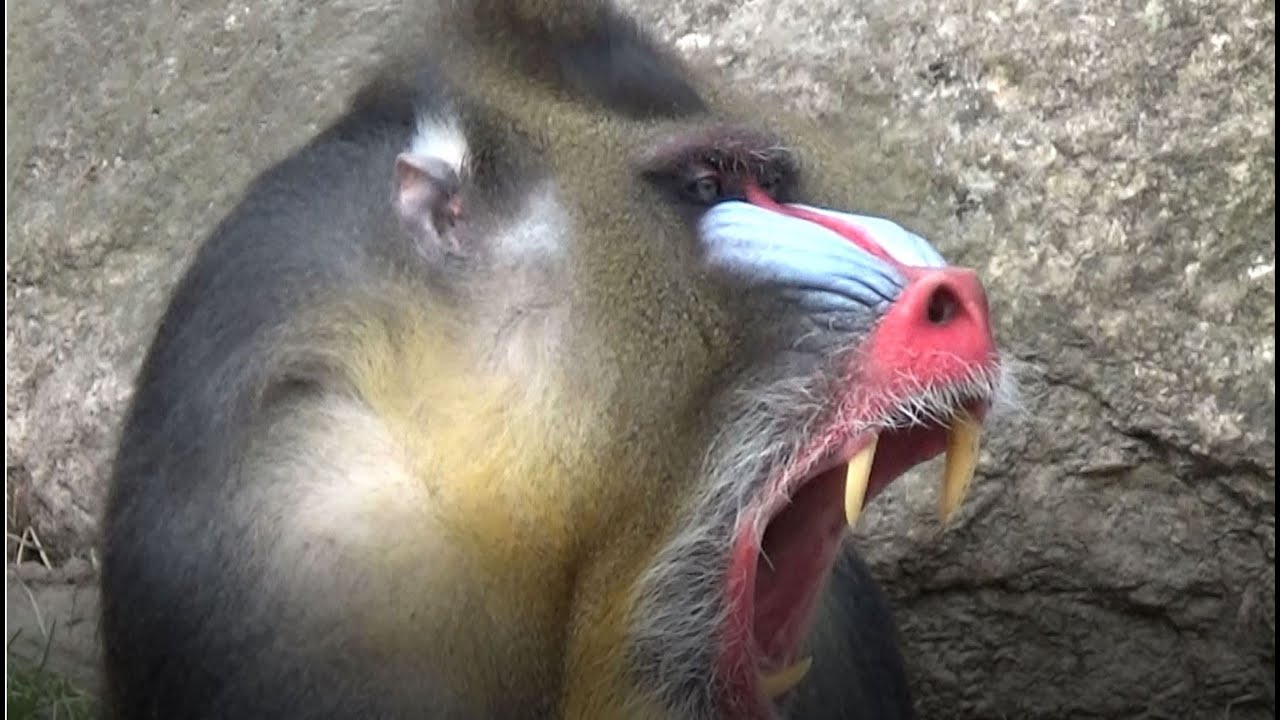 Mandrill Horde - Alpha Male Dominates | Mandrillus sphinx [Monkey Video Full HD]