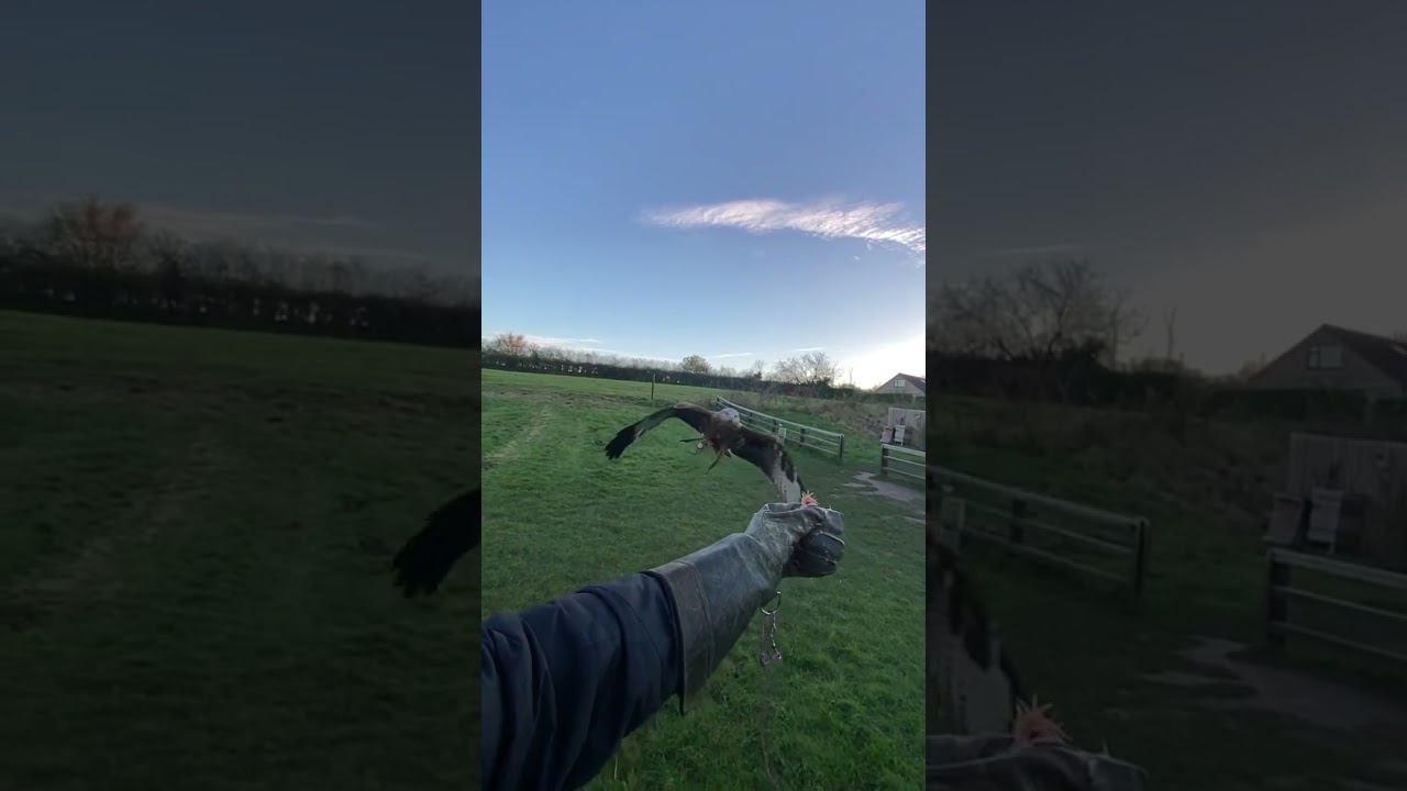 Chil the red kite in training. 