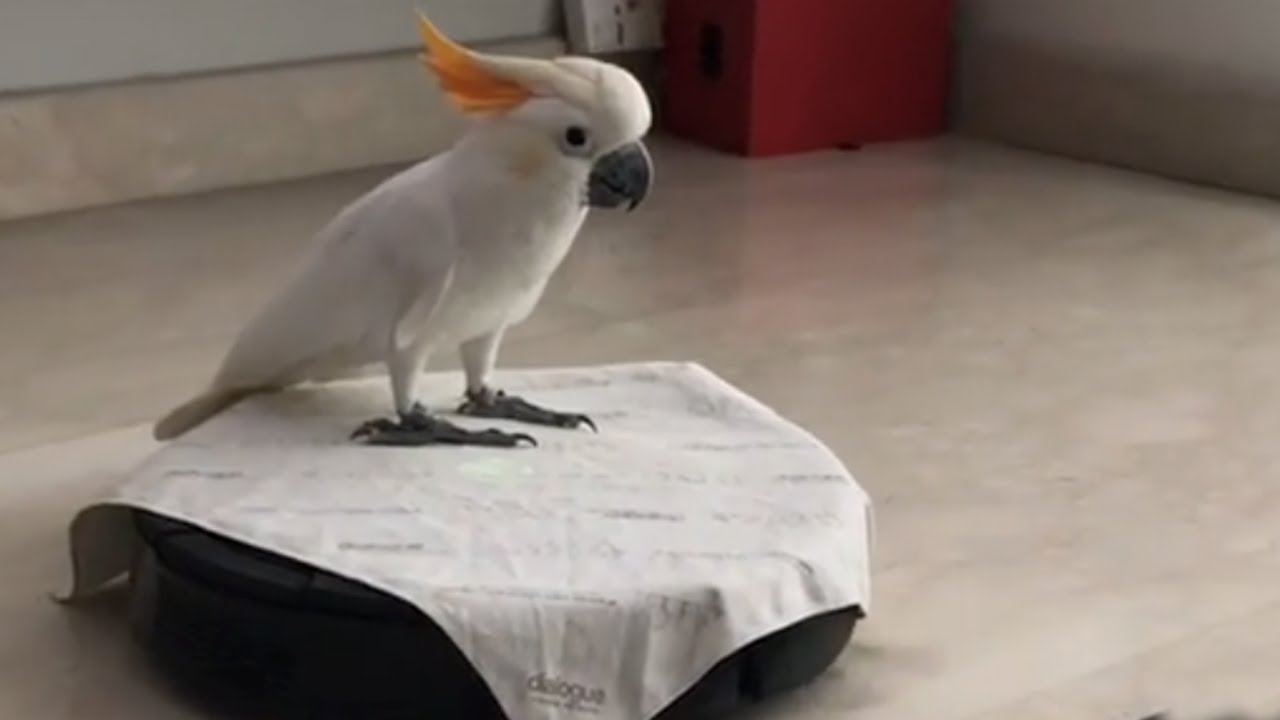 Vacuum Birb