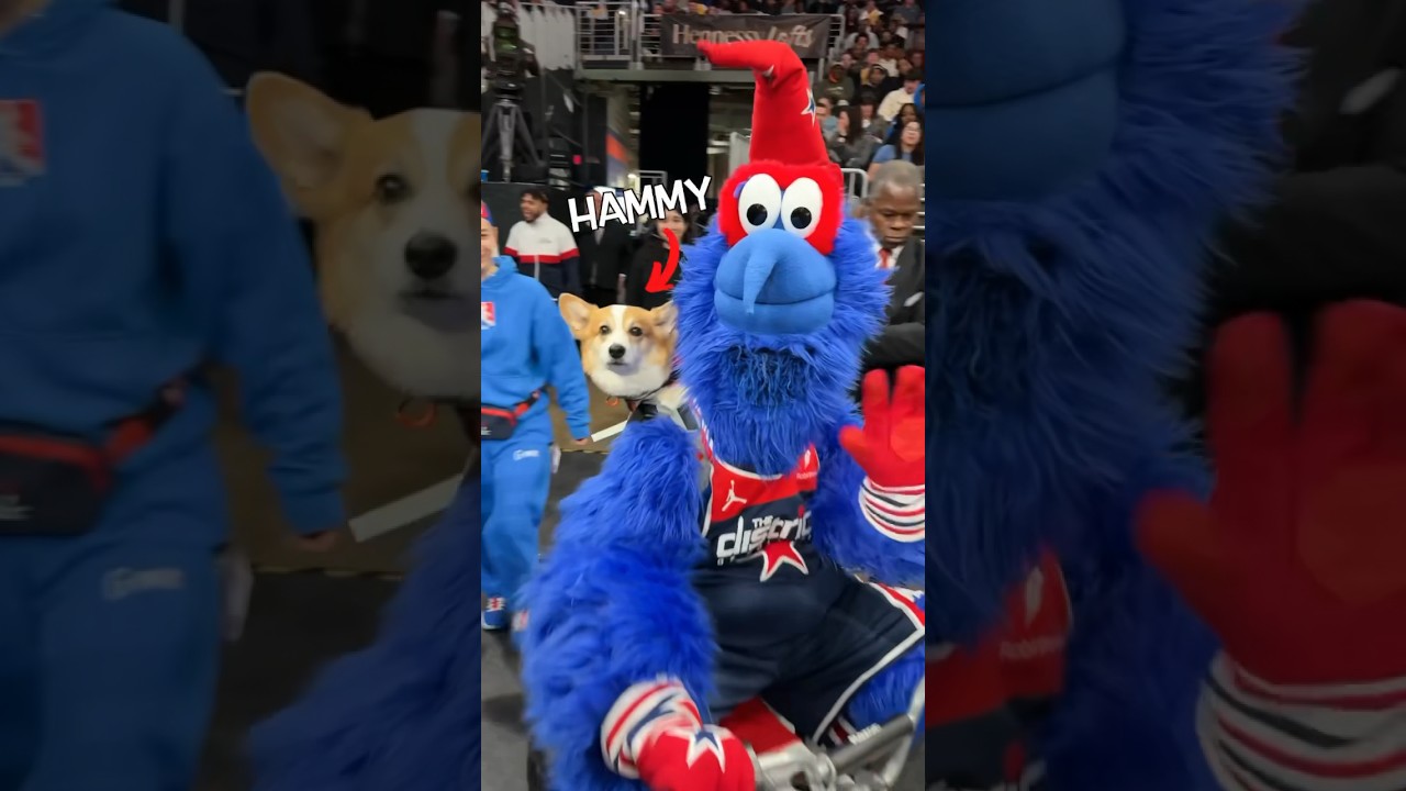 My dog was a mascot for a day! @WashingtonWizards