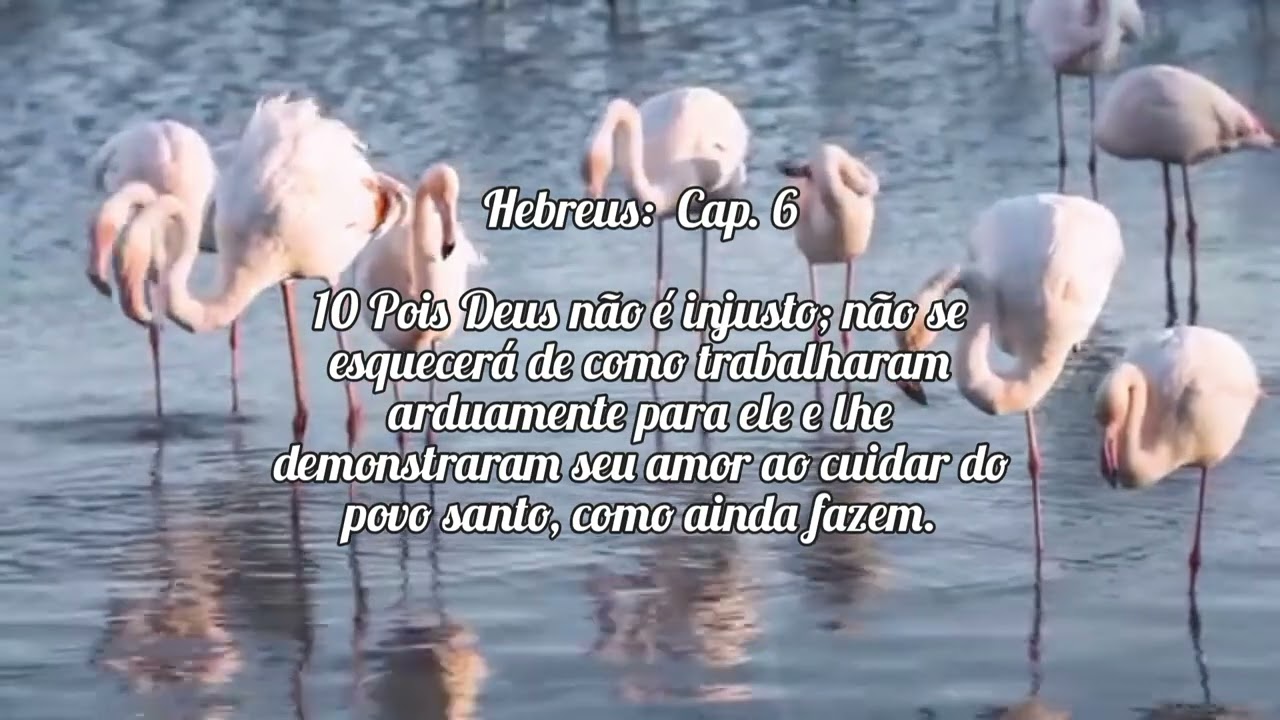 DEVOCIONAL MATINAL