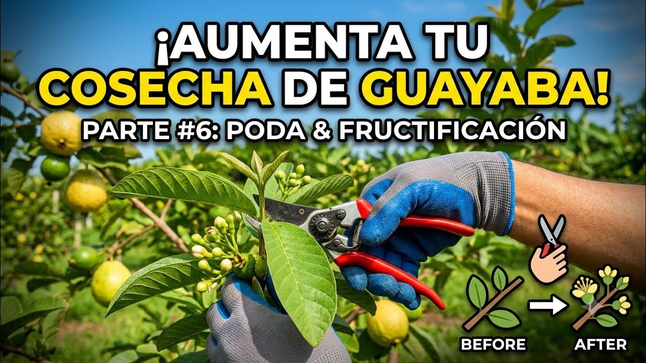 Guayaba Parte#6: Poda & Fructificación✂️✂️
