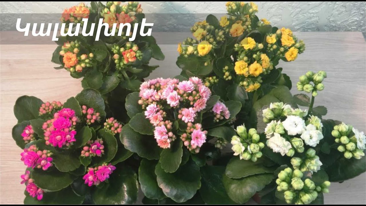 Կալանխոյե
