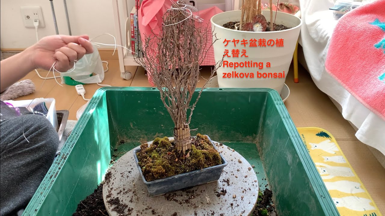ケヤキ盆栽の植え替え Repotting a zelkova bonsai