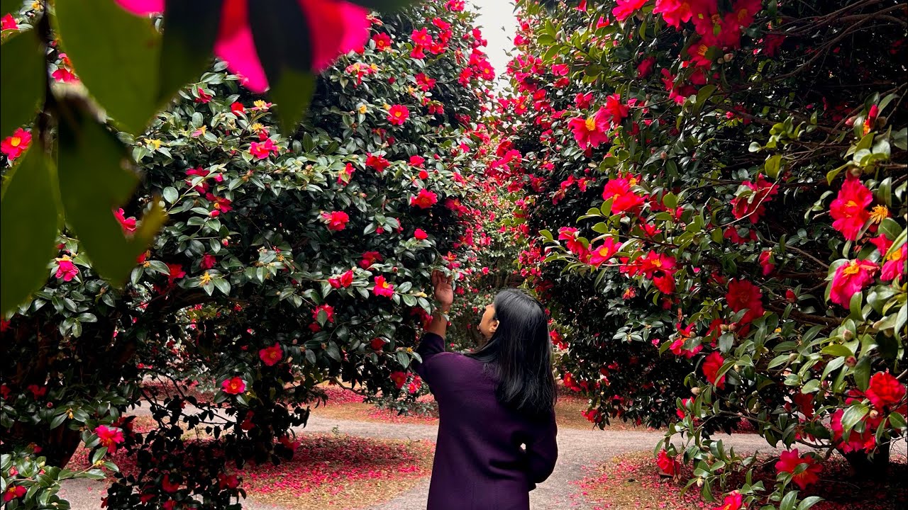 Vlog 13: Last Day in Jeju ❤️Turquoise Waterfall, Winter Camellias & First Sunset of 2026