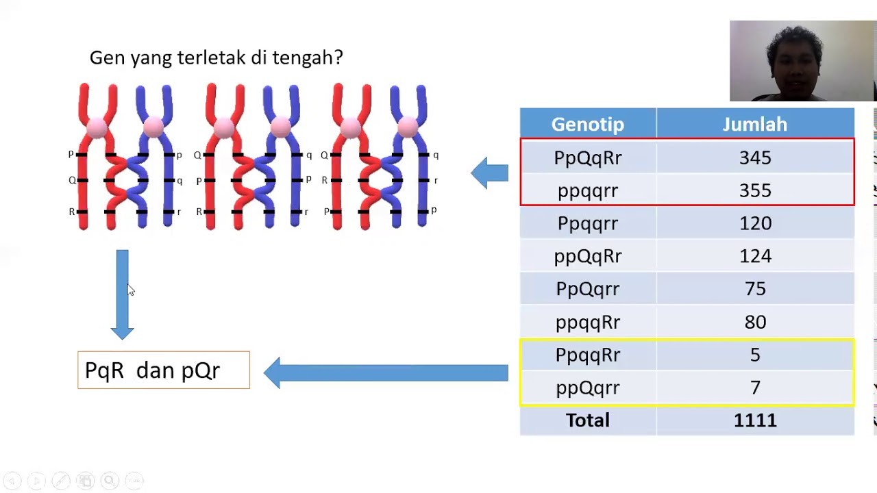 Pautan 3 gen, interference dan coefficient of coincident