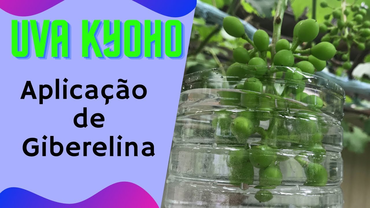 Como Tirar as Sementes da Uva Kyoho [segunda aplicação]