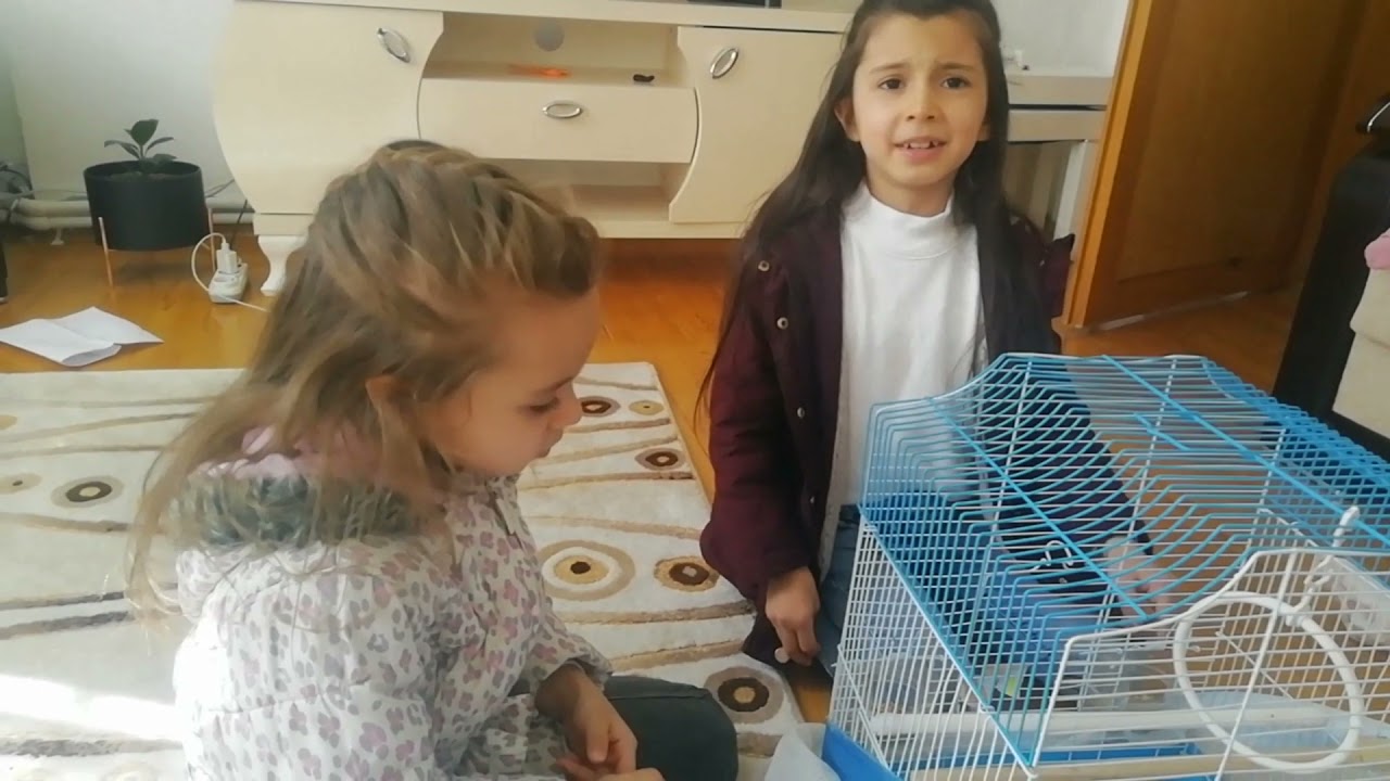 Kuşumuza arkadaş almaya gittik... (hayrunnisay'ı tavşan ısırdı)abone ve like atmadan gecmeyin
