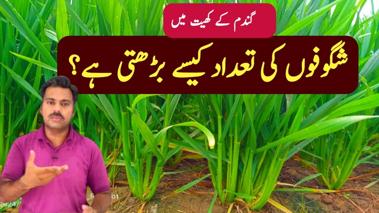 How to increase number of tillers in wheat field | First irrigation and its fertilizer in wheat crop