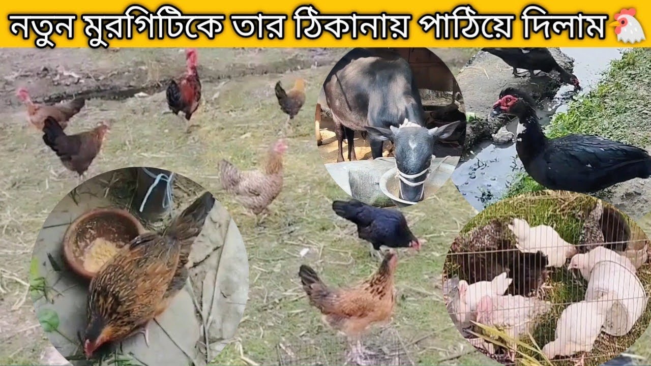 হাট থেকে কিনে আনা নতুন মুরগিটিকে তার আসল ঠিকানায় পাঠিয়ে দিলাম 🐔