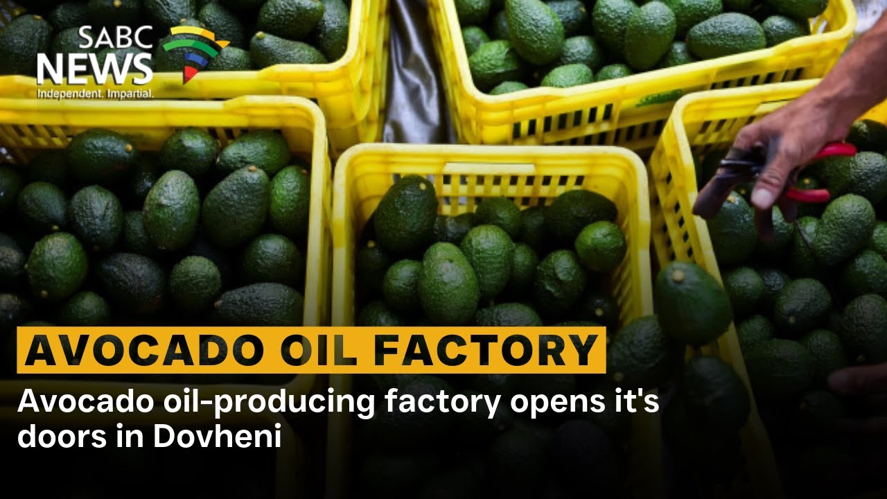 Avocado oil-producing factory opens it's doors in Dovheni