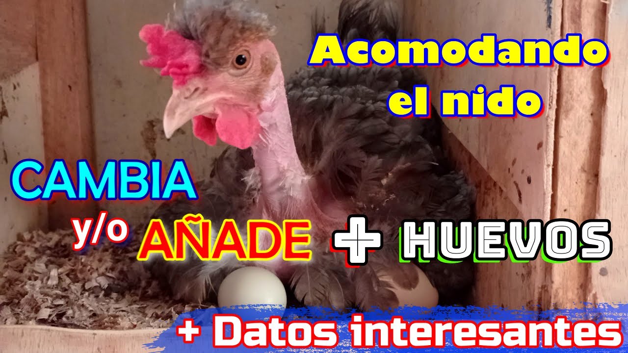 ▶ Cómo cambiar y/o añadir 🥚🥚🥚 a una 🐔 clueca | Acomodé el nido de Hillary en el día
