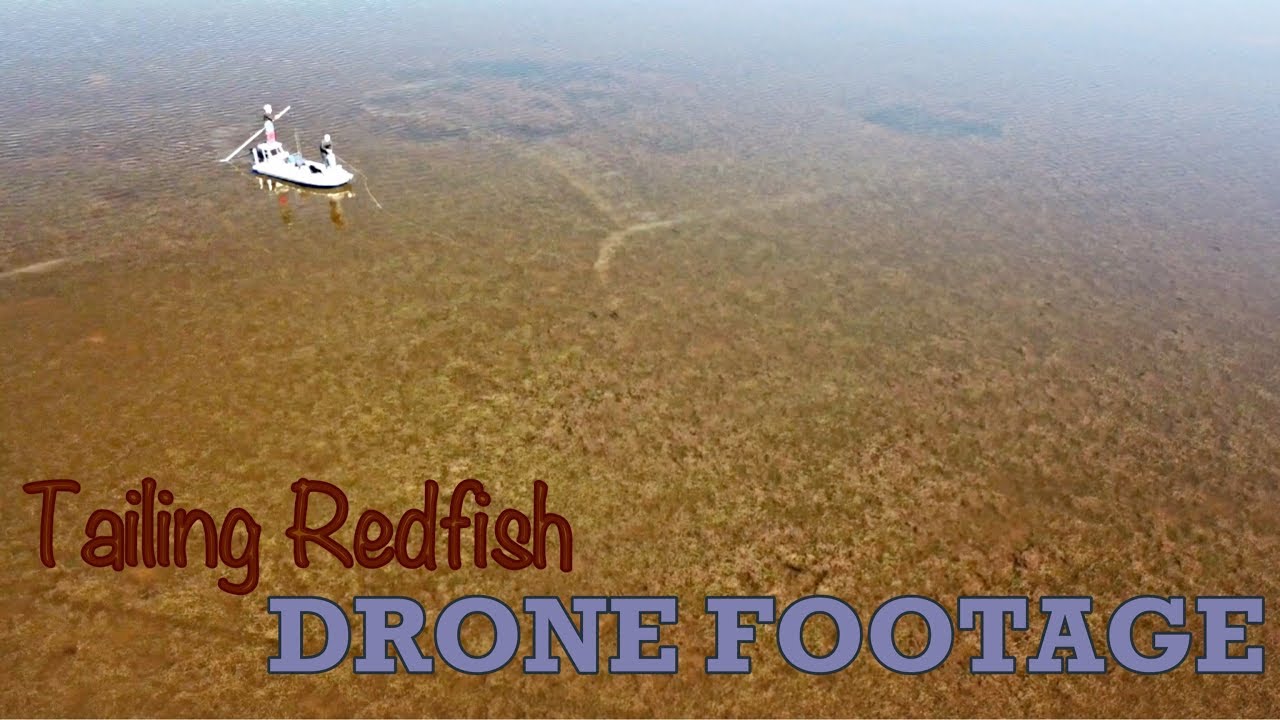 Tailing Redfish *DRONE FOOTAGE*