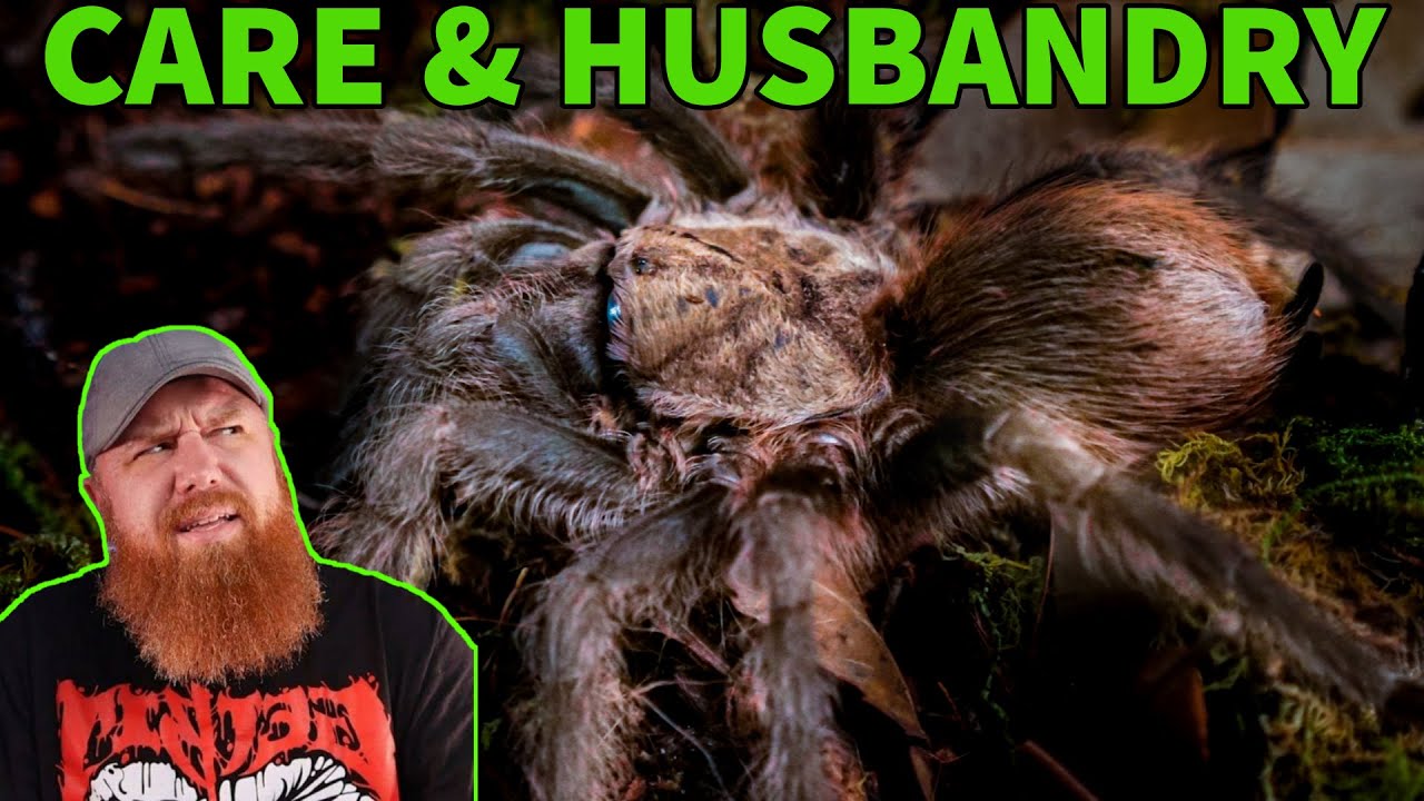 Техасский коричневый тарантул (Aphonopelma hentzi) Уход и животноводство
