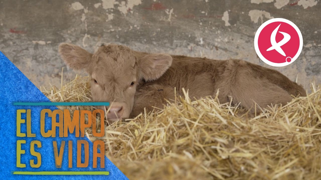 Este choto ha sido rechazado por su madre | El campo es vida