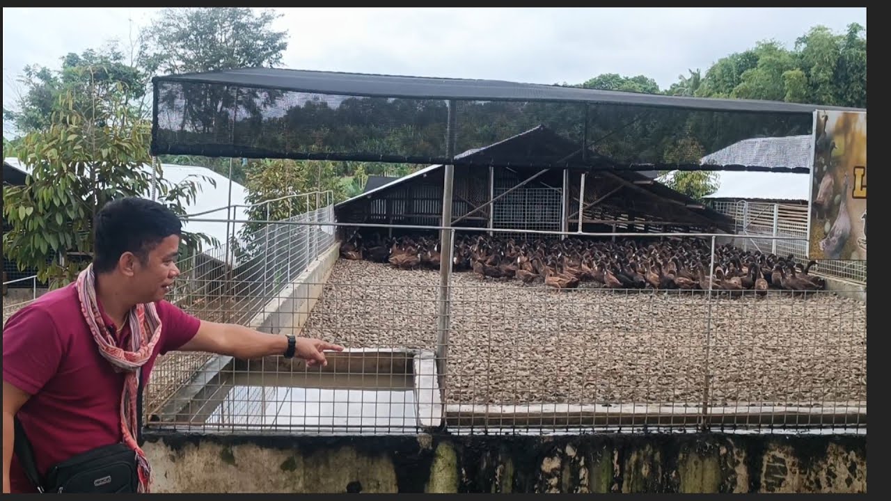 DUCK HOUSING A TYPE IDEAL FOR COLD PLACE