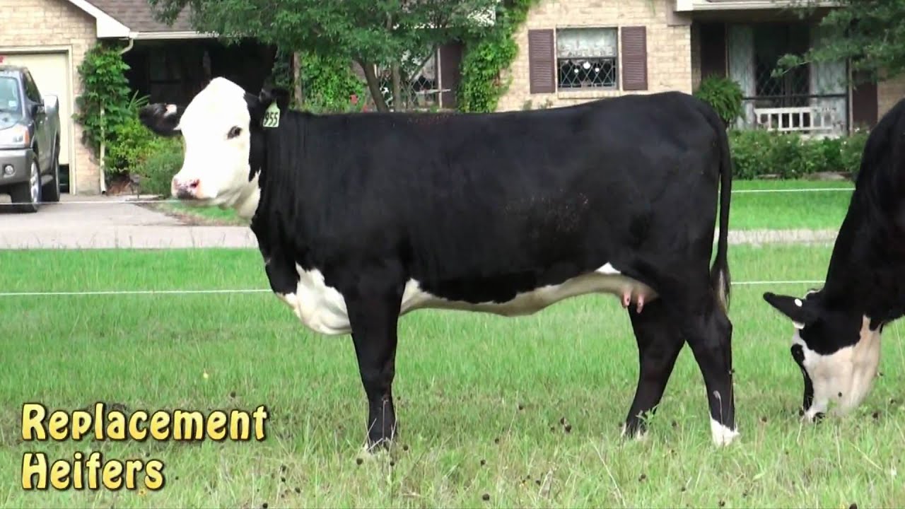 Black Hereford Heifers at Lide's Triple L Ranch, Mexia, Texas.