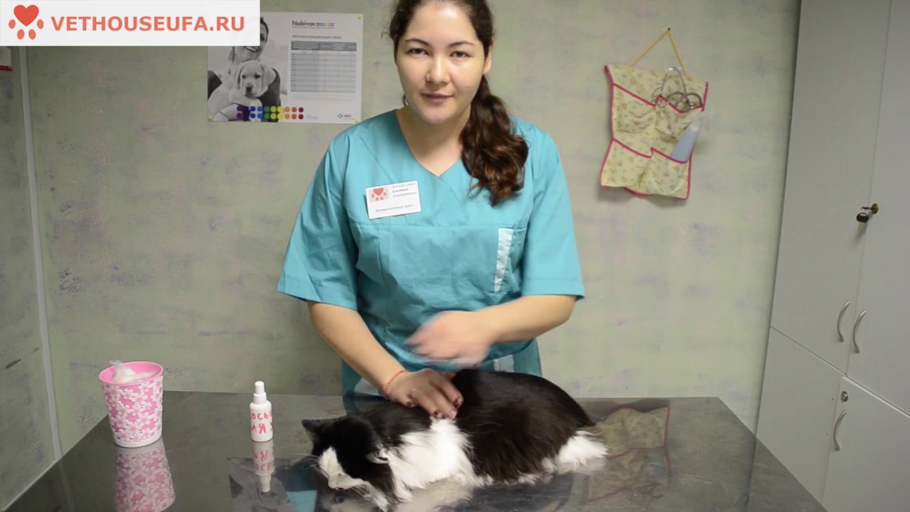 Как чистить Уши кошке