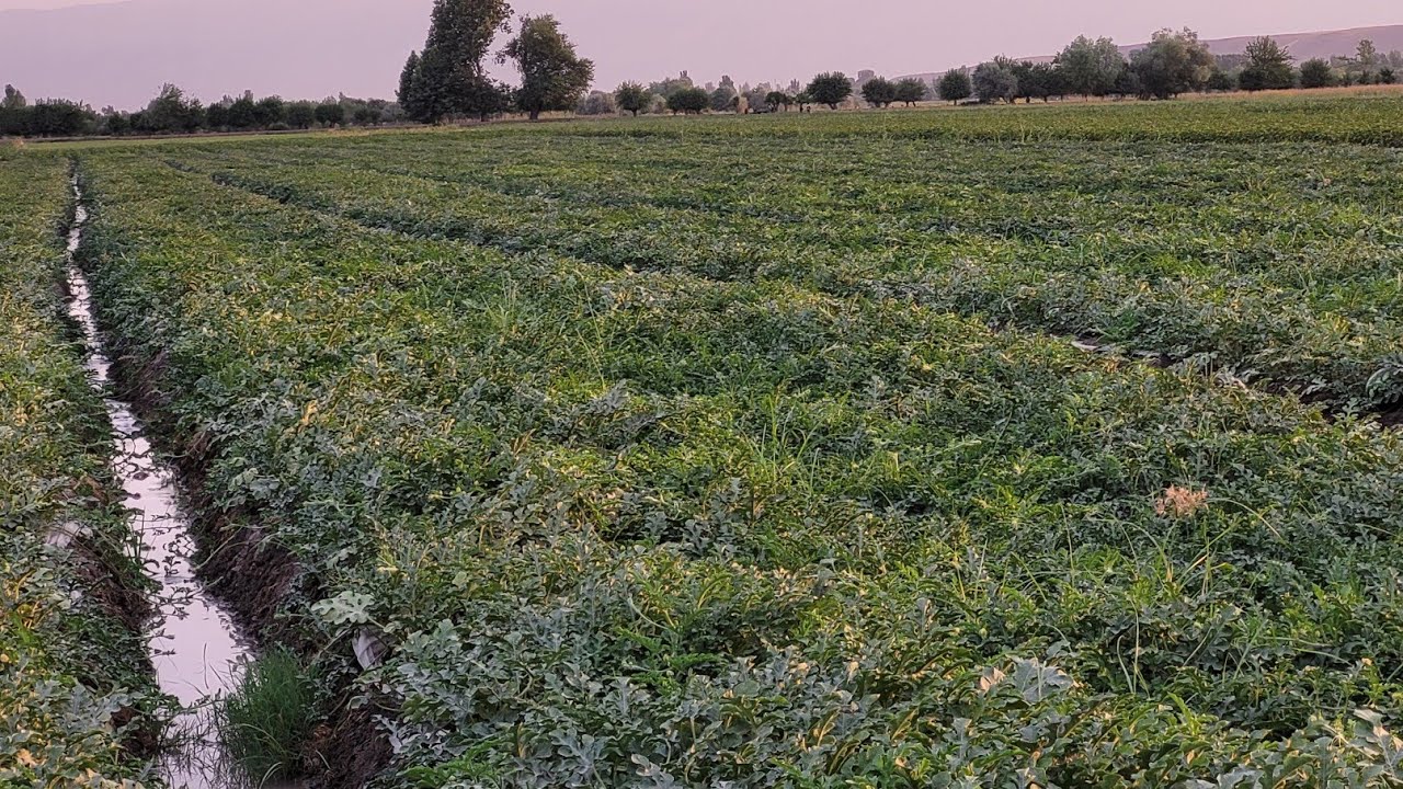 ТАРБУЗ ДАР НОҲИЯИ ФАРХОР  ФУРӮШИ. 11.06.2025.