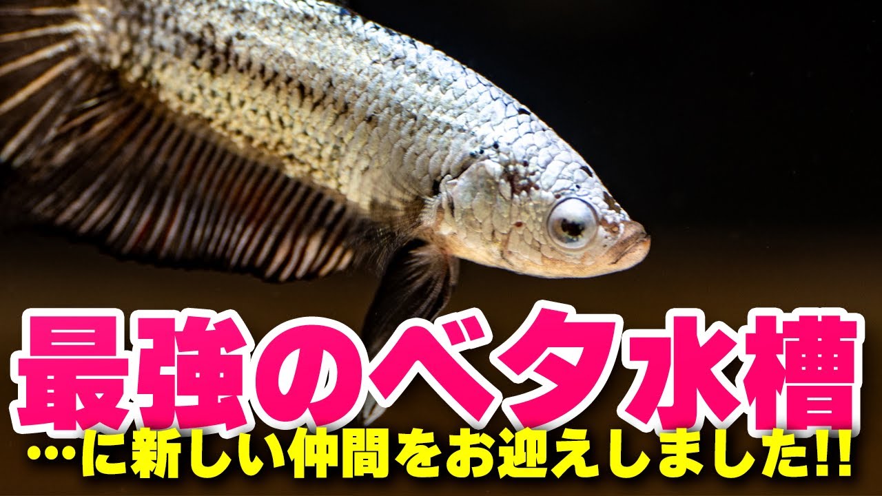 【生体お迎え】最強のベタ水槽にお迎えした新しい熱帯魚とは？ホームセンターのアクアショップも良いベタいますねぇ #アクアリウム #熱帯魚 【ビバアクア】
