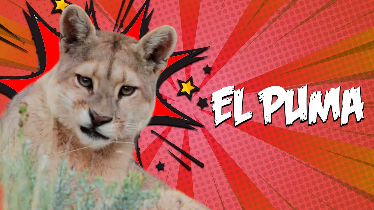 El puma | Animales chilenos superasombrosos - T1E8