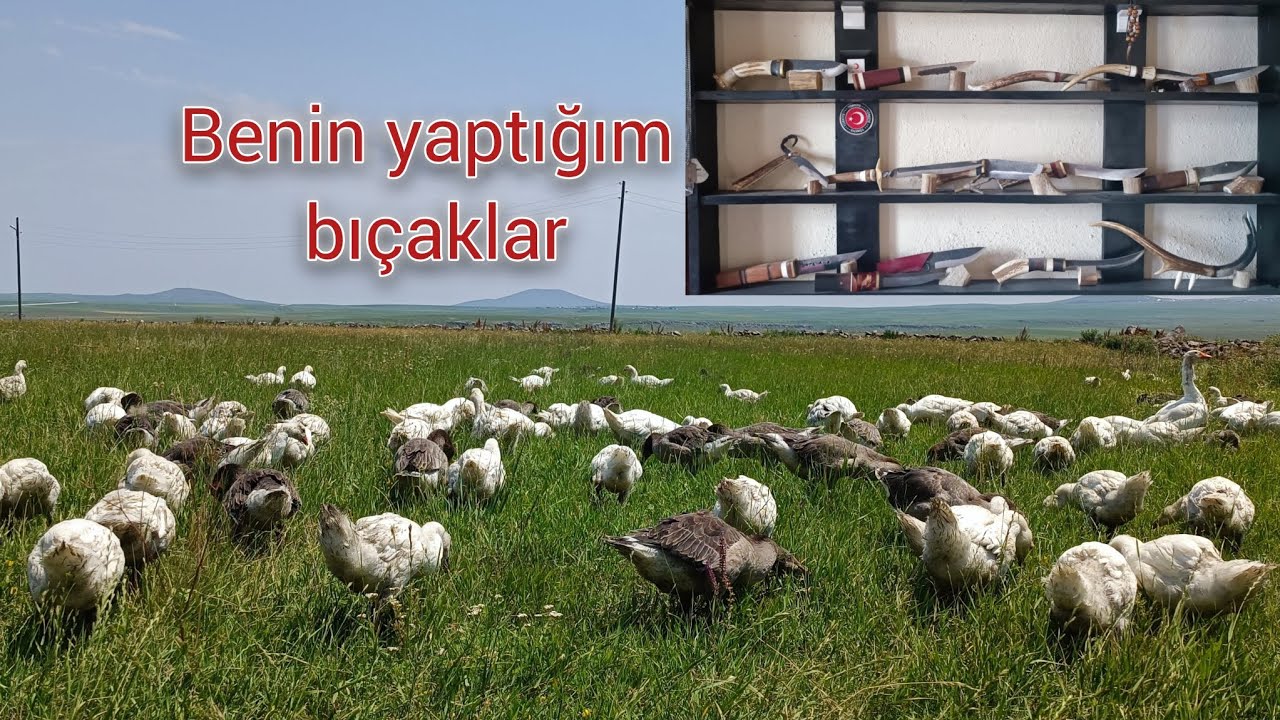 Kaz çobanlığı yaptım yem maliyeti sıfır ve bıçak kolleksiyonum