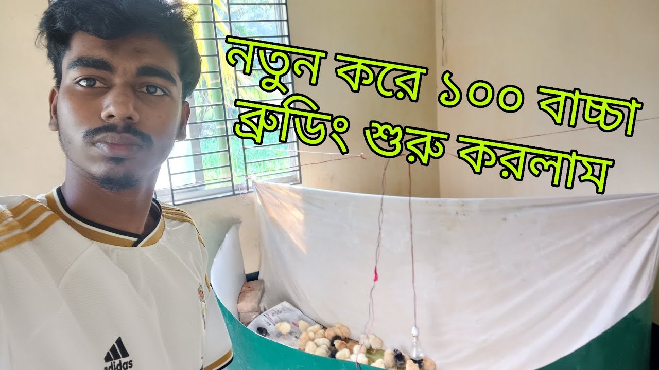আলহামদুলিল্লাহ নতুন করে আরো ১০০ বাচ্চা ব্রডিং  শুরু করলাম 🐤🐤
