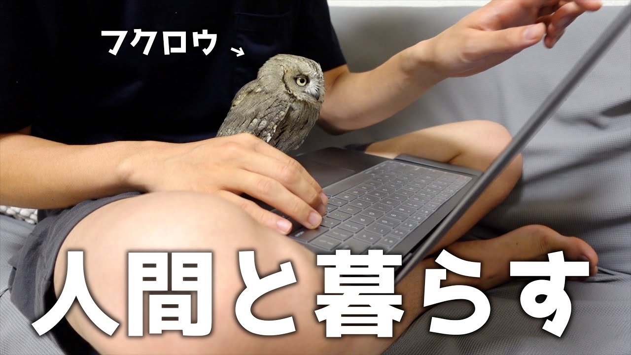 人間と一緒に暮らすフクロウのリアルな一日