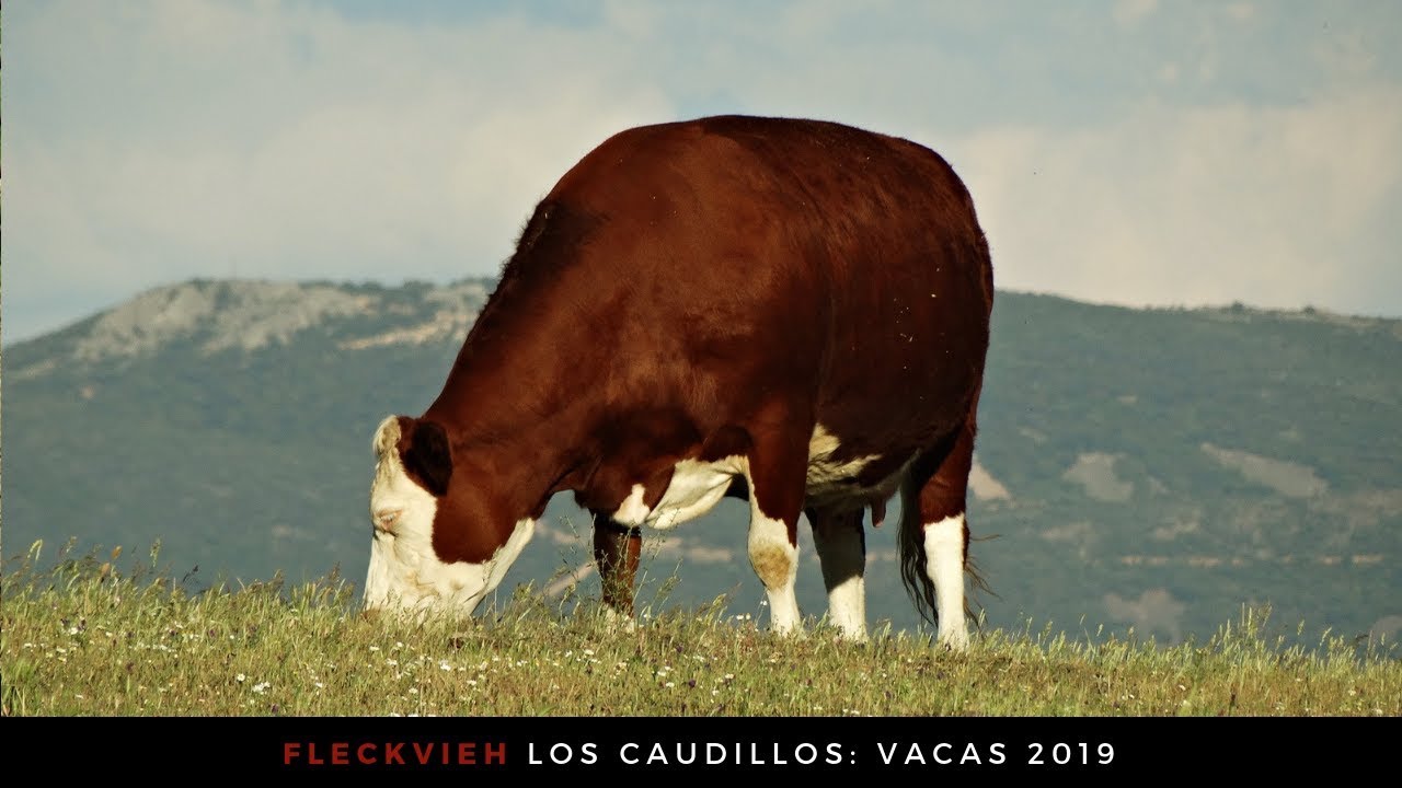 Fleckvieh Los Caudillos: Vacas 2019