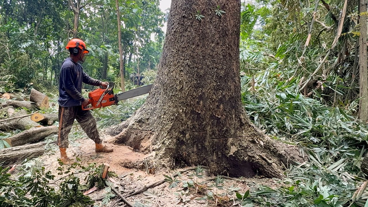 High-Slip-Danger! Oblive Trembesi Logging!