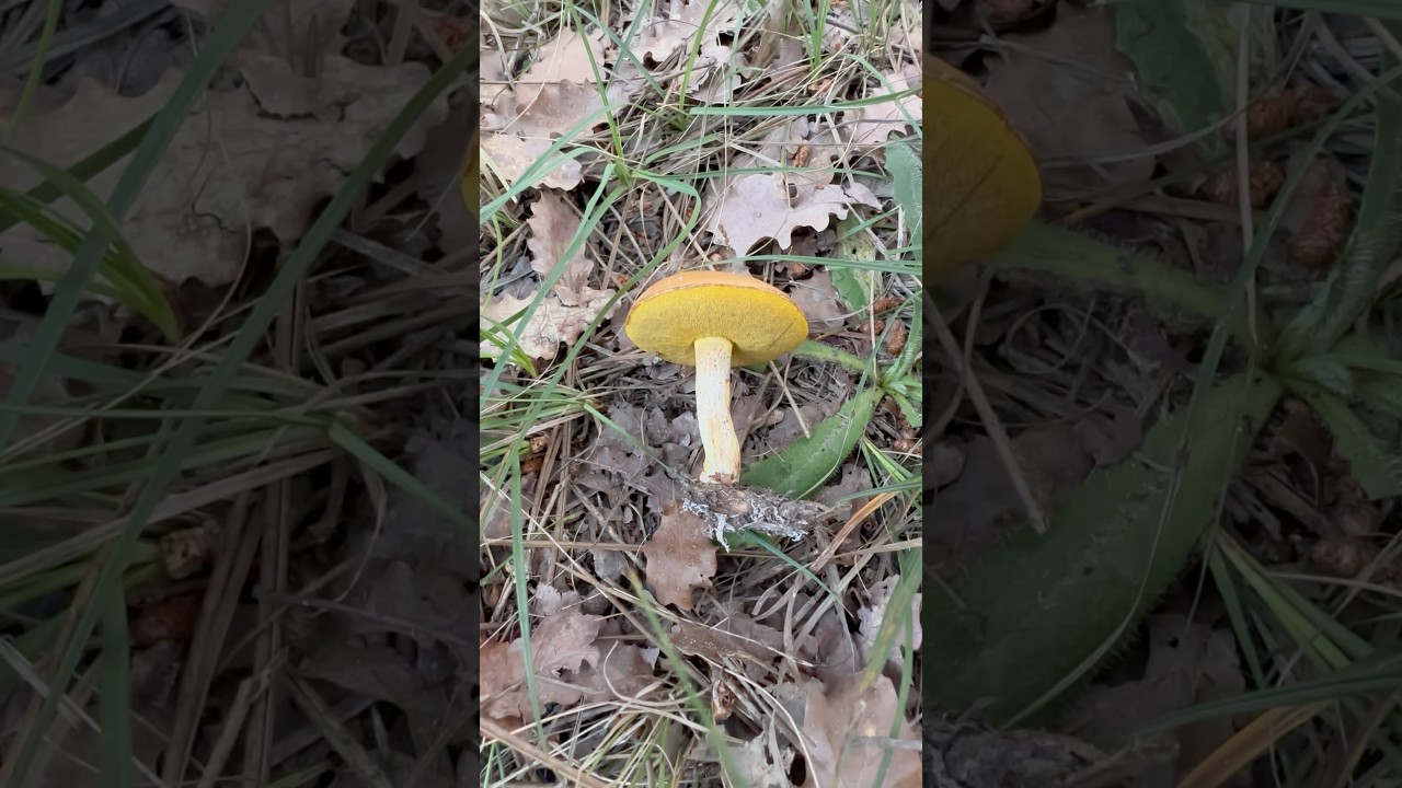 Ağlayan Tanecik Mantarı &ndash; Suillus Granulatus