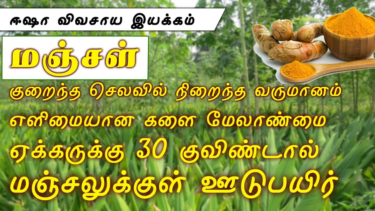 மஞ்சள் ஏக்கருக்கு 30 குவிண்டால்,எளிய களை மேலாண்மை _Turmeric 30 Kuvindal per acre