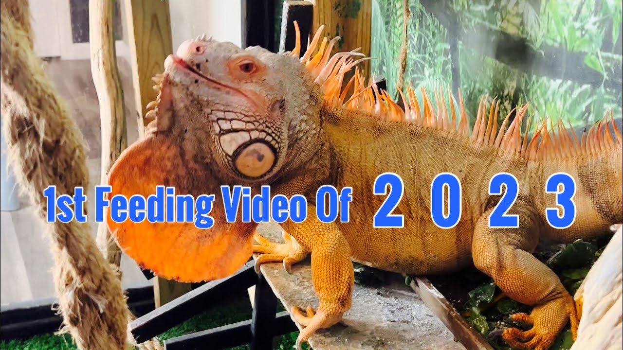Feeding My Large Iguana 2023 - Rocket The Iguana