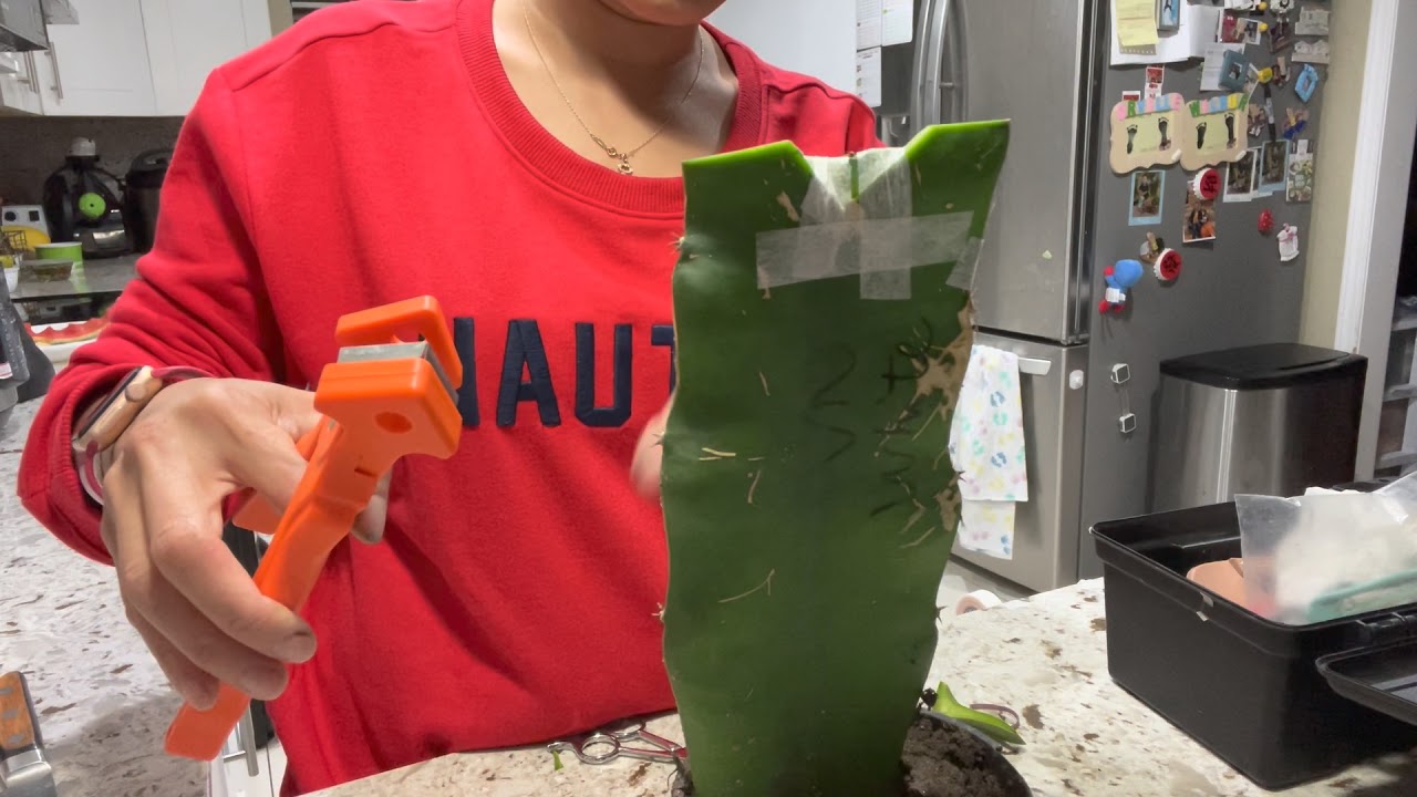 Dragon Fruit Grafting: 2 Different Ways Of V-Graft Or Node Graft.
