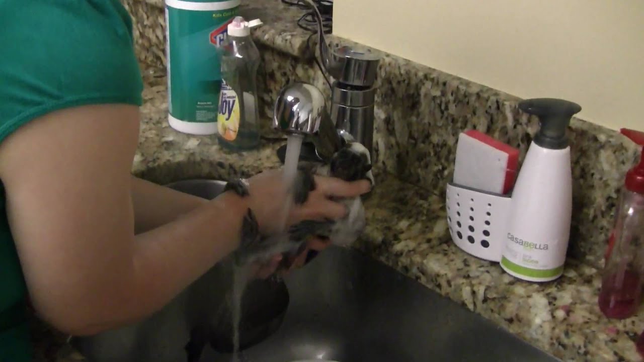 Roxie at 9 months old Taking a Bath! (cotton Top Tamarin) www.roxiethemonkey.com