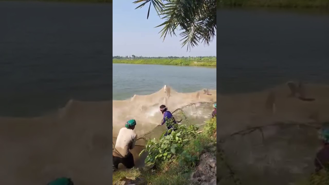 Sweet big fish watching in village fish farm