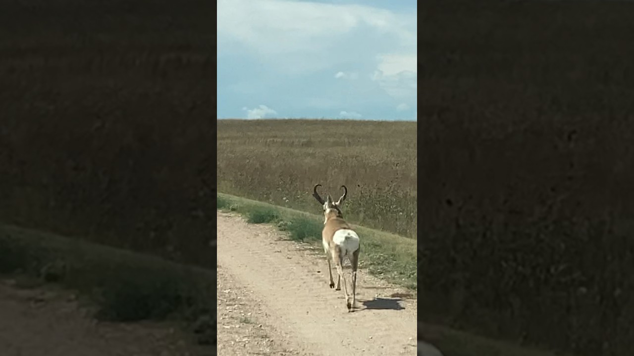 Pronghorn Antelope out for a jog #nature #animals #wildlife