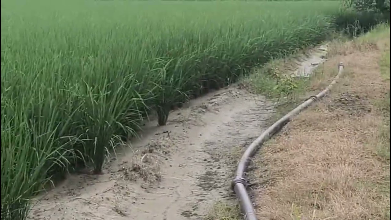 3.25 Acre fertile  agricultural land for sale in Adampur  jalandhar 8284905110,9316167007