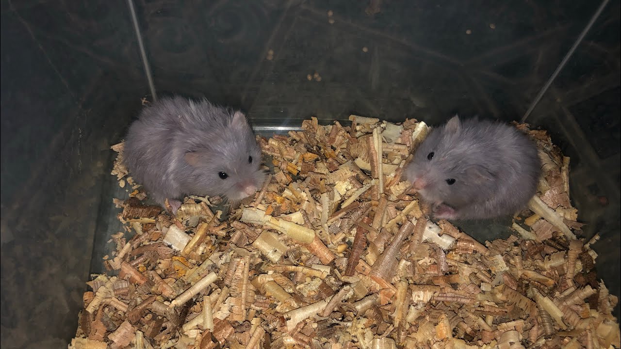 Roborovski Blue and Campbell Dwarf hamster Blue Rex, Ano ang kanilang pinag ka iba?