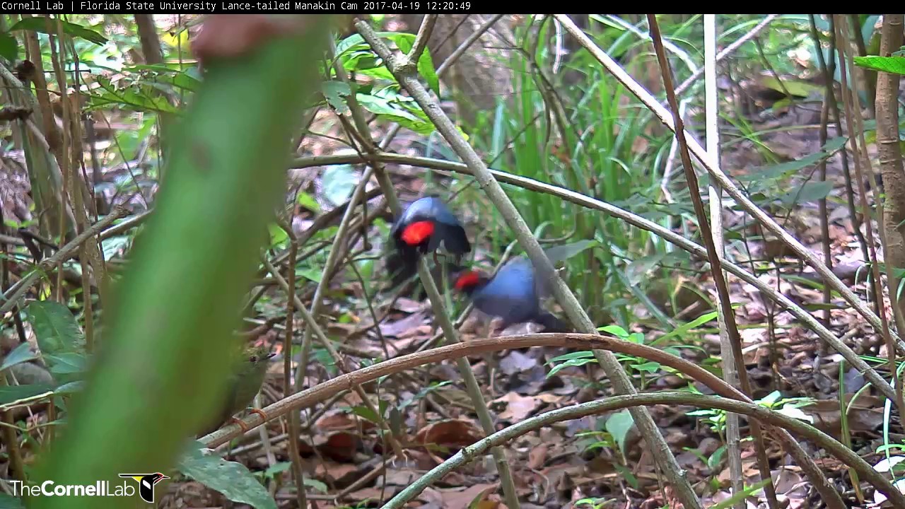 Frenzied Lance-tailed Manakin Displays and Successful Copulation, April 19, 2017