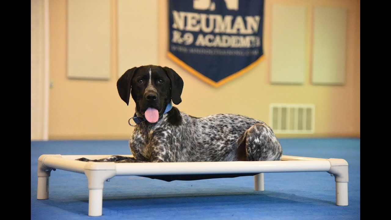 Bo - Boot Camp Dog Training Video Demonstration