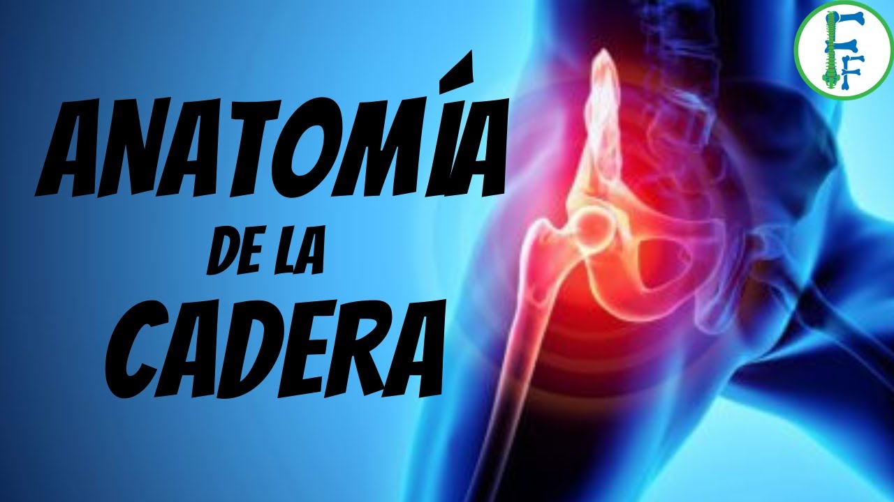 ANATOMIA DE LA CADERA | Sistema oseo y ligamentosos| Articulaci&oacute;n Coxofemoral