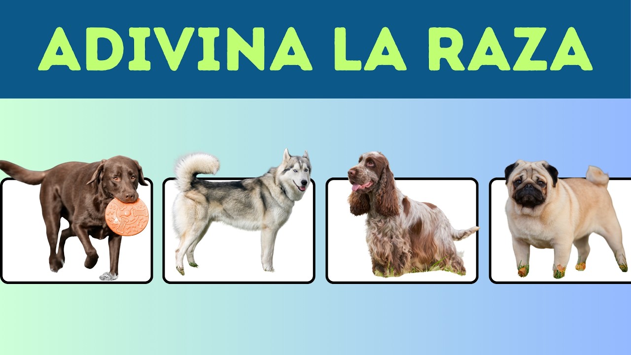 Adivina la Raza del Perro 🐶❤️| Trivias de Animales.