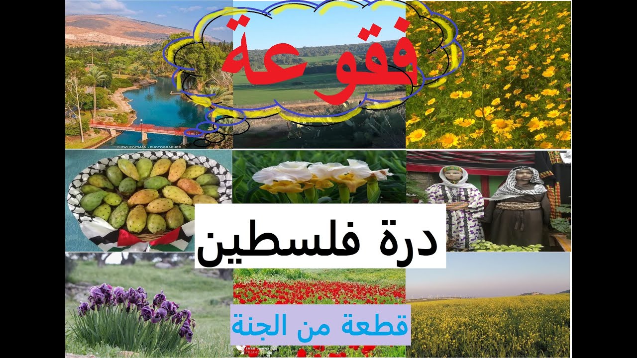 فقوعة. 🌈🌺. درة فلسطين .🍉🍎. قطعة من الجنة