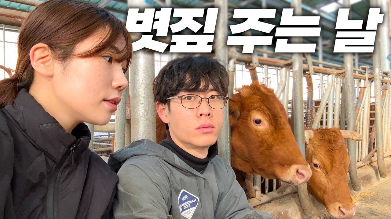소100마리 밥주는 시골부부🔥ㅣ경품이 당첨된 이야기💸ㅣ둘째 졸업식🎓ㅣ일상브이로그ㅣ볏짚옮기기ㅣ시골형제육아ㅣ갈치먹방ㅣ떡볶이ㅣ방학준비ㅣ고양이ㅣ시골생활