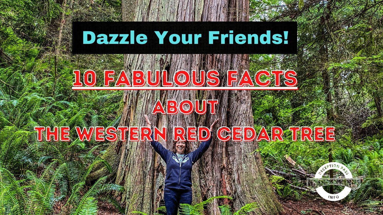 10 Fabulous Facts About The Western Red Cedar Tree